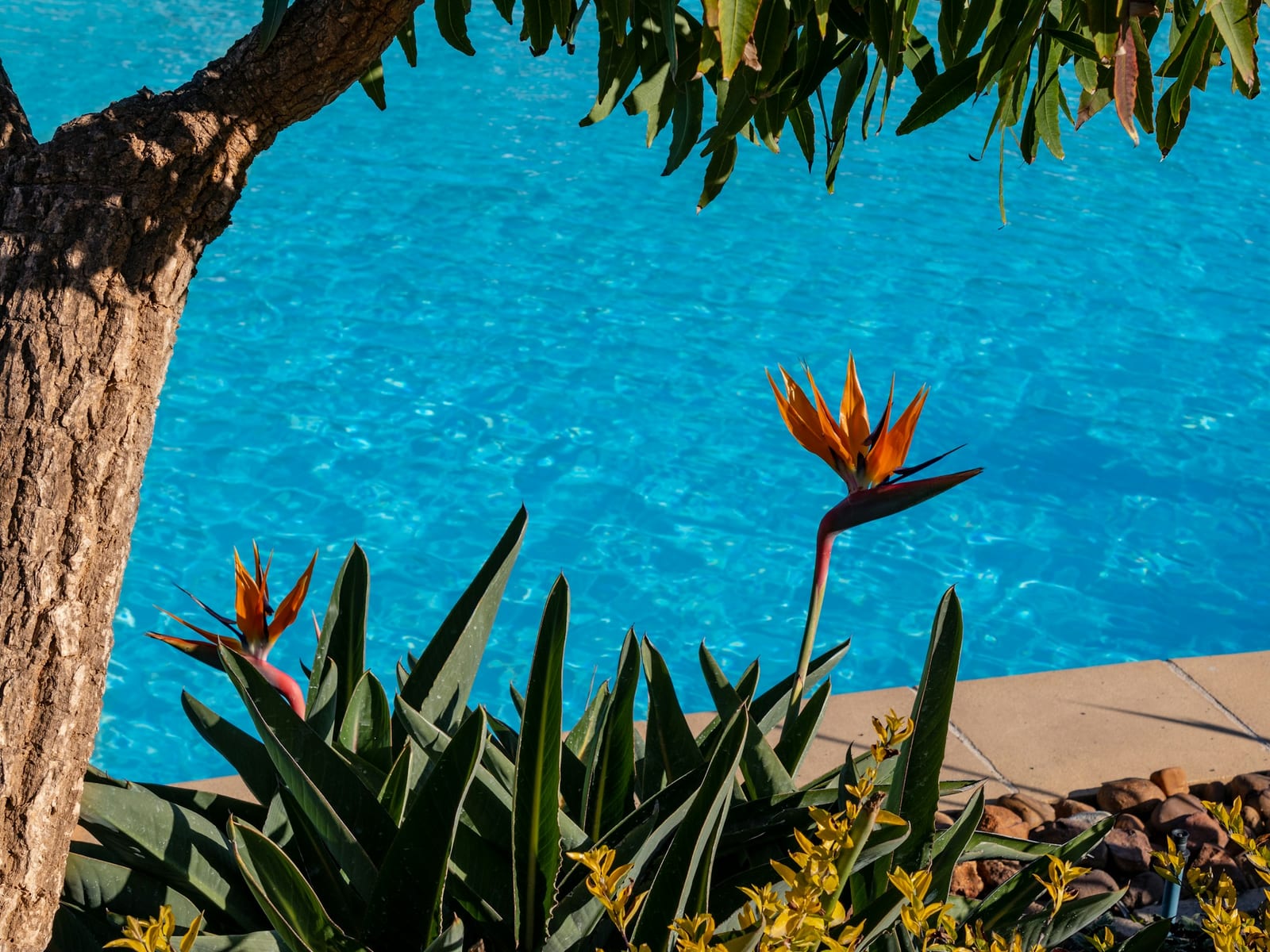 Strelitzia flowers in bloom beside a blue swimming pool
